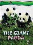 The Giant Panda
